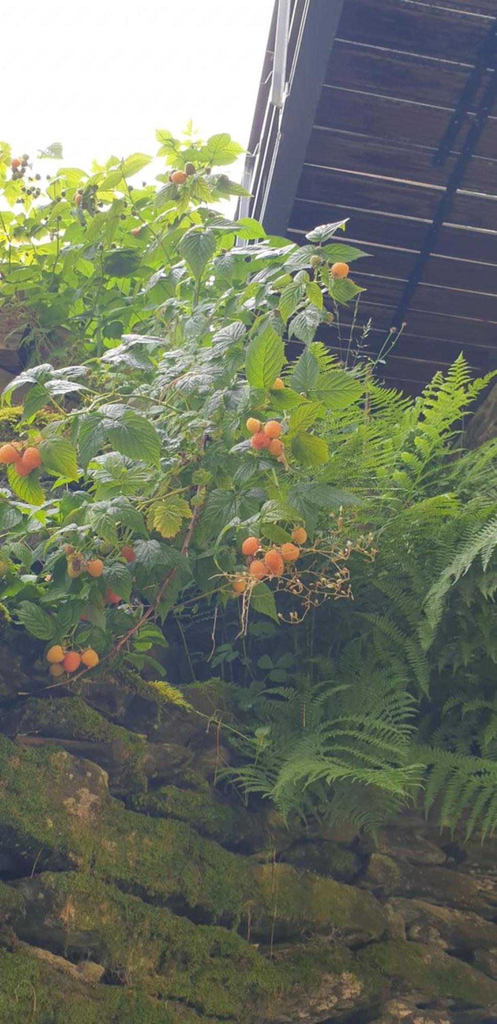 La Petite Romantique Martelange Eksteriør billede